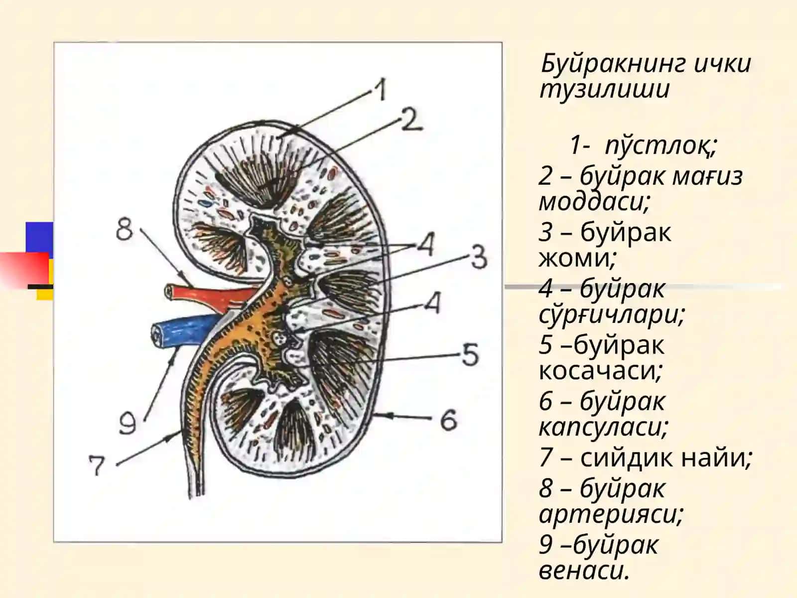 МАЪРУЗА № 13БУЙРАК КАСАЛЛИКЛАРИ БИЛАН КАСАЛЛАНГАН БЕМОРЛАРНИ ТЕКШИРИШ 3