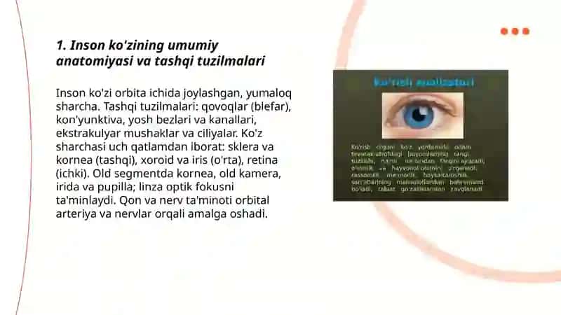 Inson ko’rish analizatorlari anatomiyasi va fiziologiyasi 3