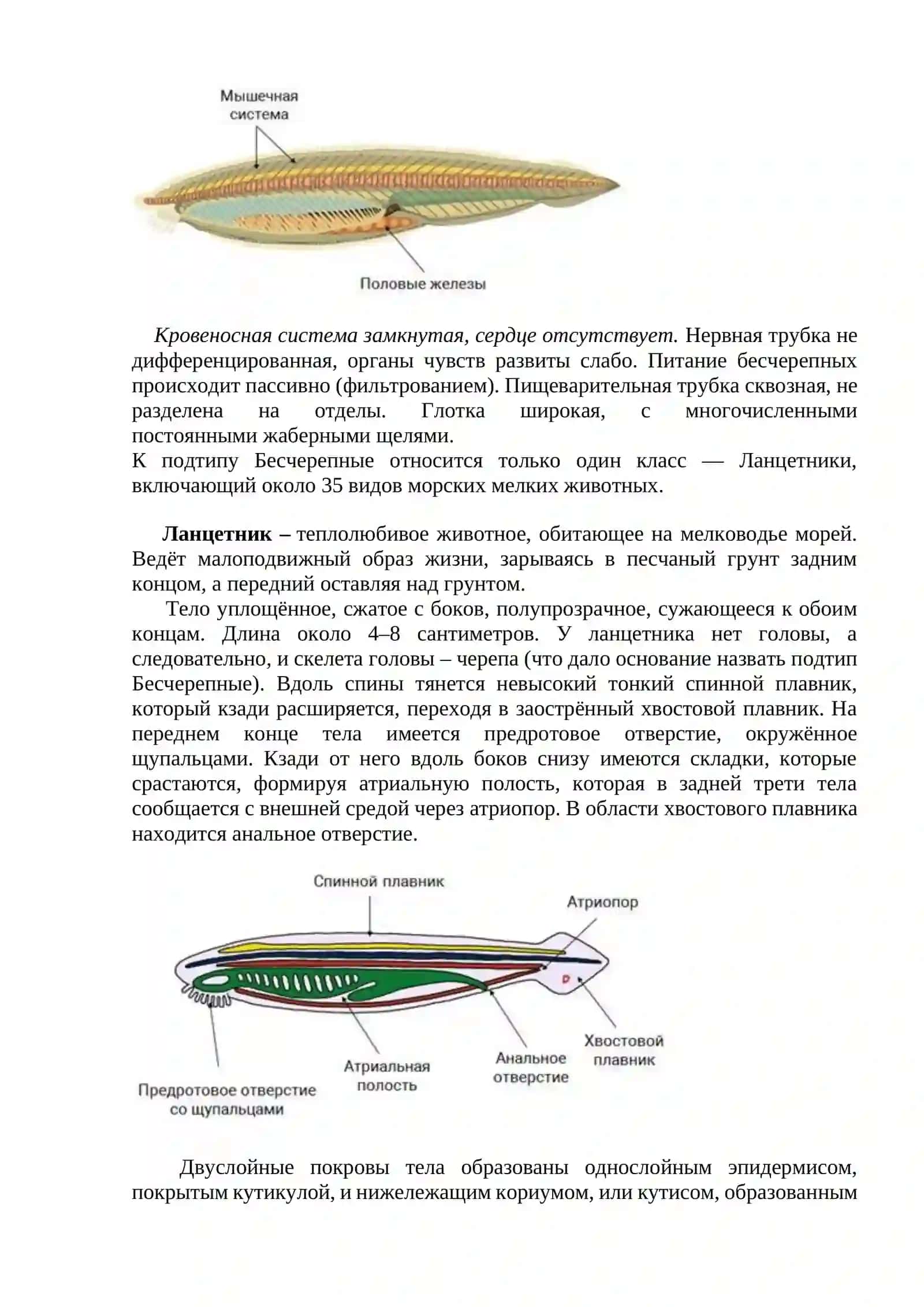 Тип Хордовые. Подтип Бесчерепные. Класс Ланцетники 3