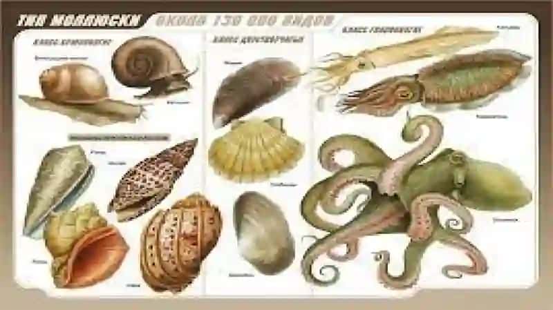 M O LLY U S K A L A R (MOLLUSKA) T I P I 3