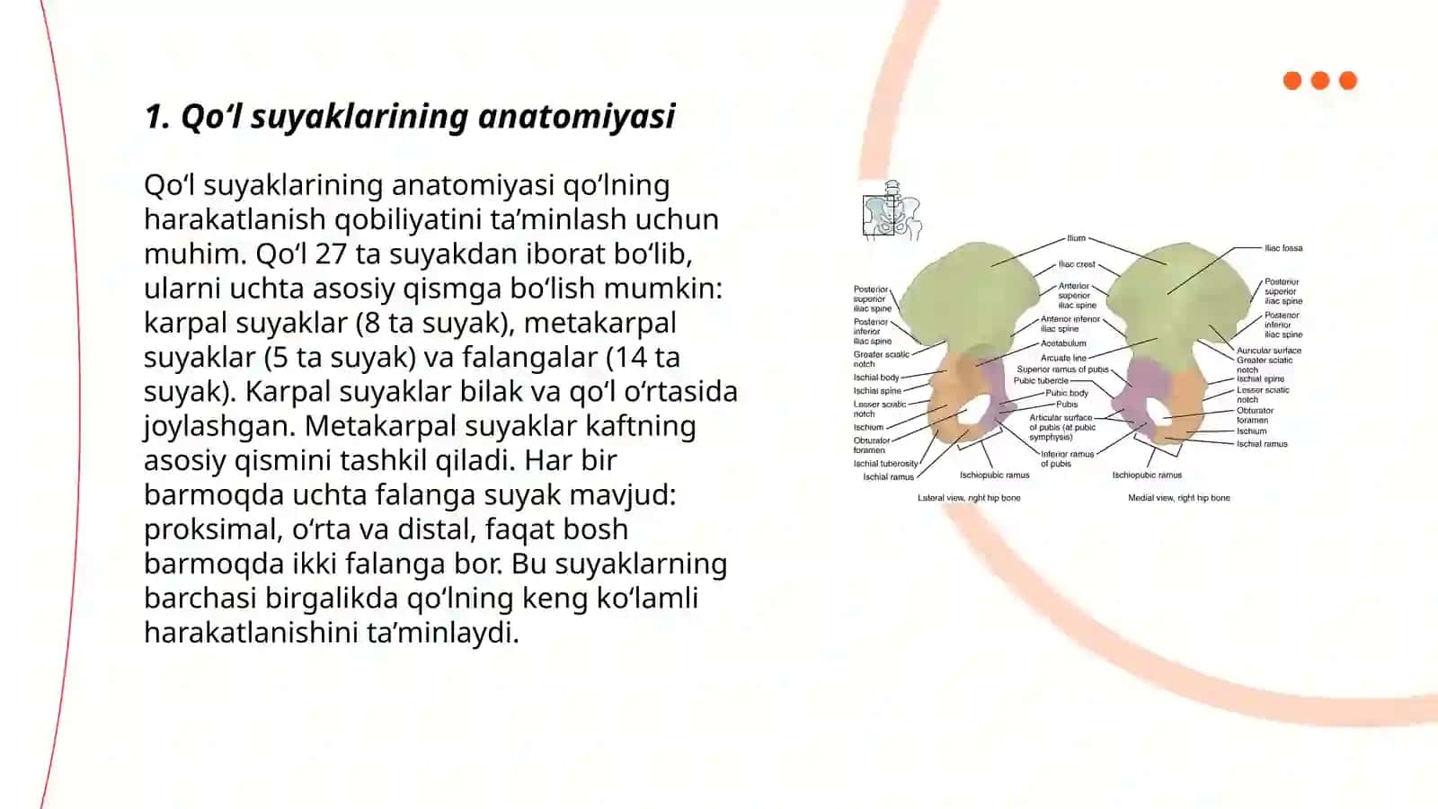 Qoʻl, oyoq, panja sklet suyaklarining tuzilishi 3