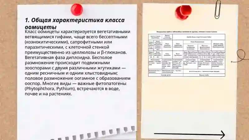 Классы оомицеты и зигомицеты 3