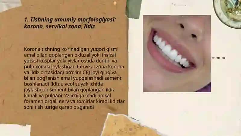 Tishning umumiy morfologiyasi 3