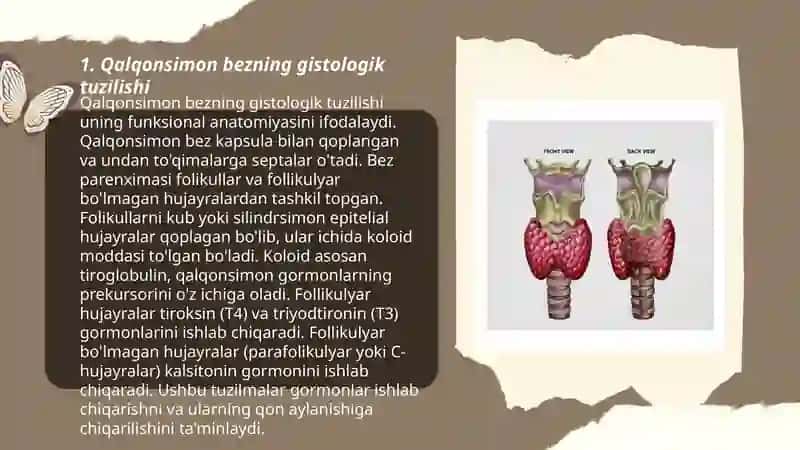 Qalqonsimon bez, qalqonsimon oldi bez, buyrak usti bezi - tuzilishi gistologik tuzilishi, bajaruvchi funksiyasi va potologiyasi 3