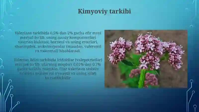 Dorivor valeriana o’simligi 3