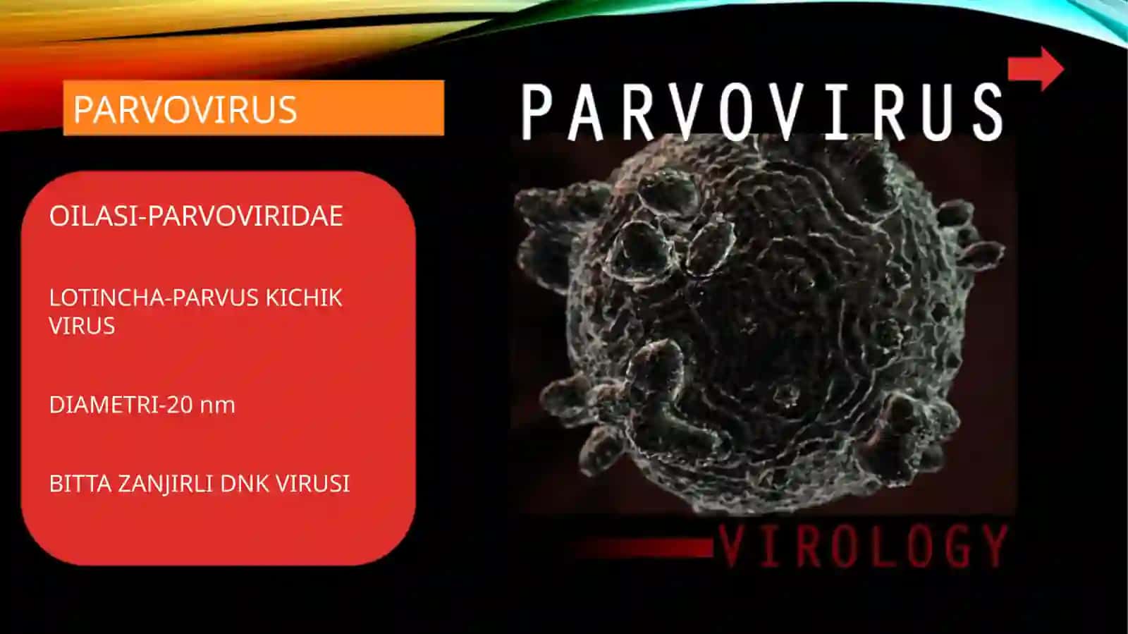 PARVOVIRIDAE (PARVOVIRUS) VAKILLARINING BIOLOGIYASI 3