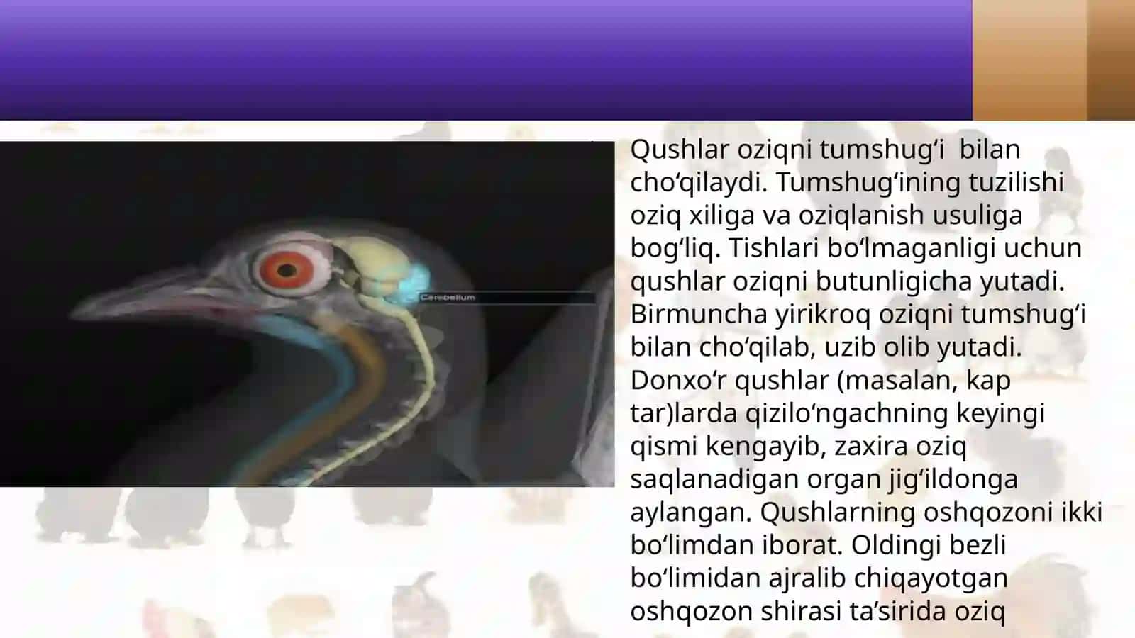 7-sinf Zoologiya 'Qushlarning ichki tuzilishi va sezgi organlari' ko'rgazma 3