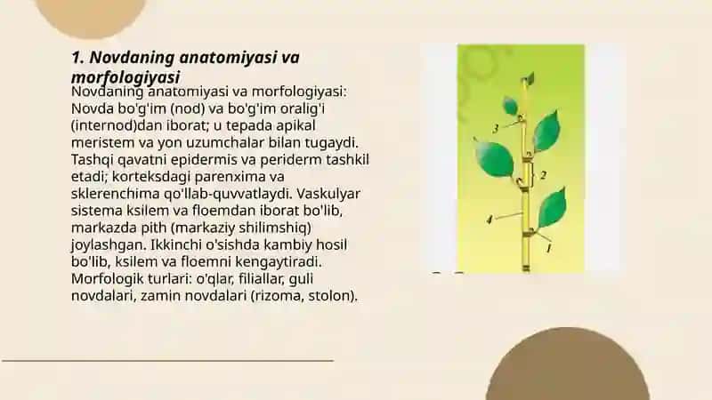 Novda 3