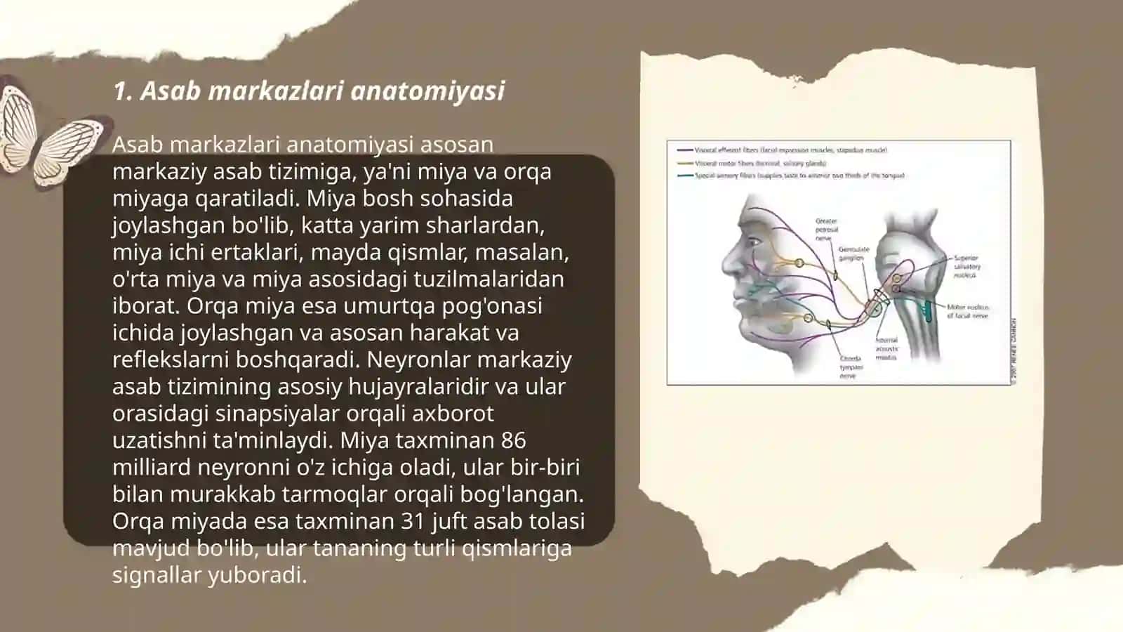 Asab markazlari anatomiyasi 3