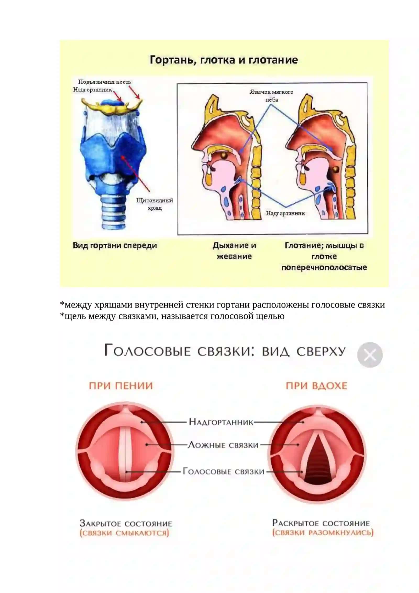 ДЫХАТЕЛЬНАЯ СИСТЕМА 3
