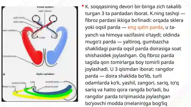 Koʻzning optik sistemasi va uning fizik xususiyatlari 3