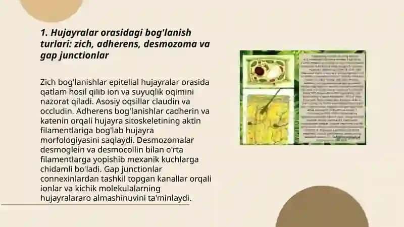 Hujayralar orasidagi bog'lanish 3
