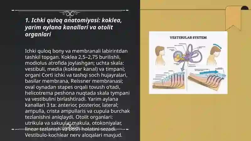 Ichki quloq anatomiyasi 3