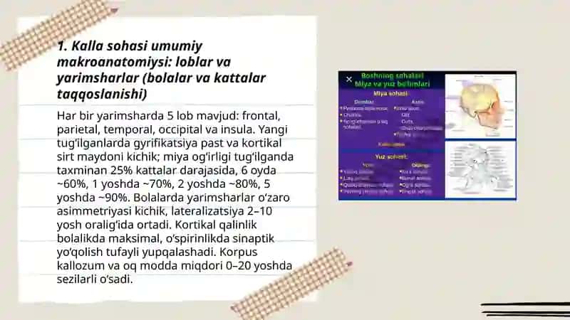 Bolalar va kattalarda kalla sohasi miya qismining klinik anatomiyasi 3