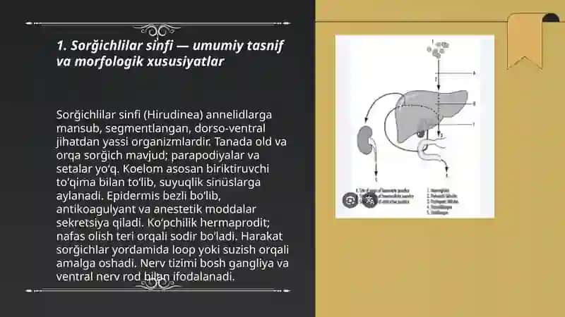 Sorğichlilar sinfi jigar qurti lansetsimon sorgich oʻpka qon sorgichlari jigar qurti 3