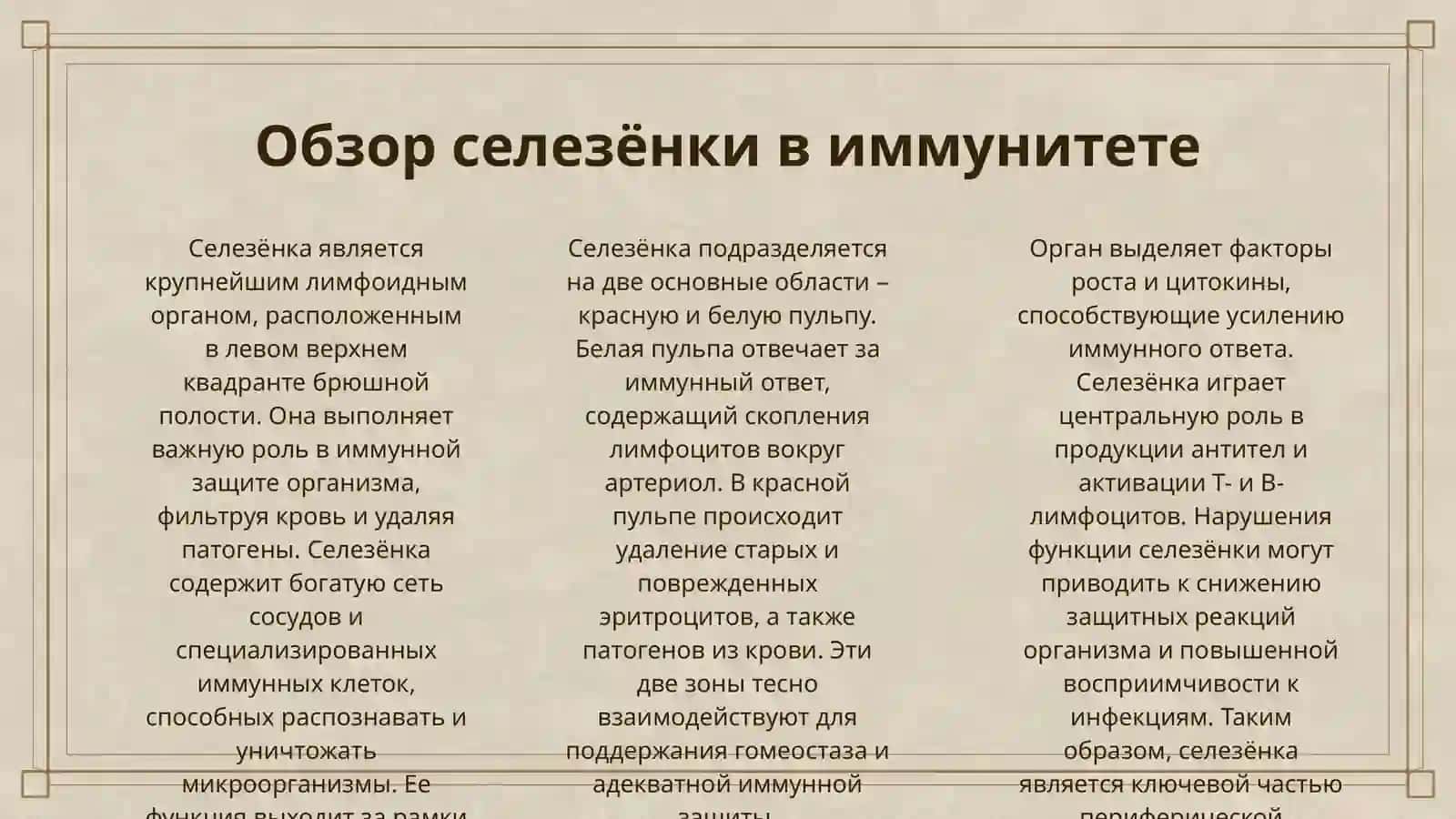 ПЕРИФЕРИЧЕСКИЕ ОРГАНЫ КРОВЕТВОРЕНИЯ ИМУННОЙ ЗАЩИТЫ(СЕЛЕЗЁНКА И ЛИМФАТИЧЕСКИЙ УЗЕЛ) 3