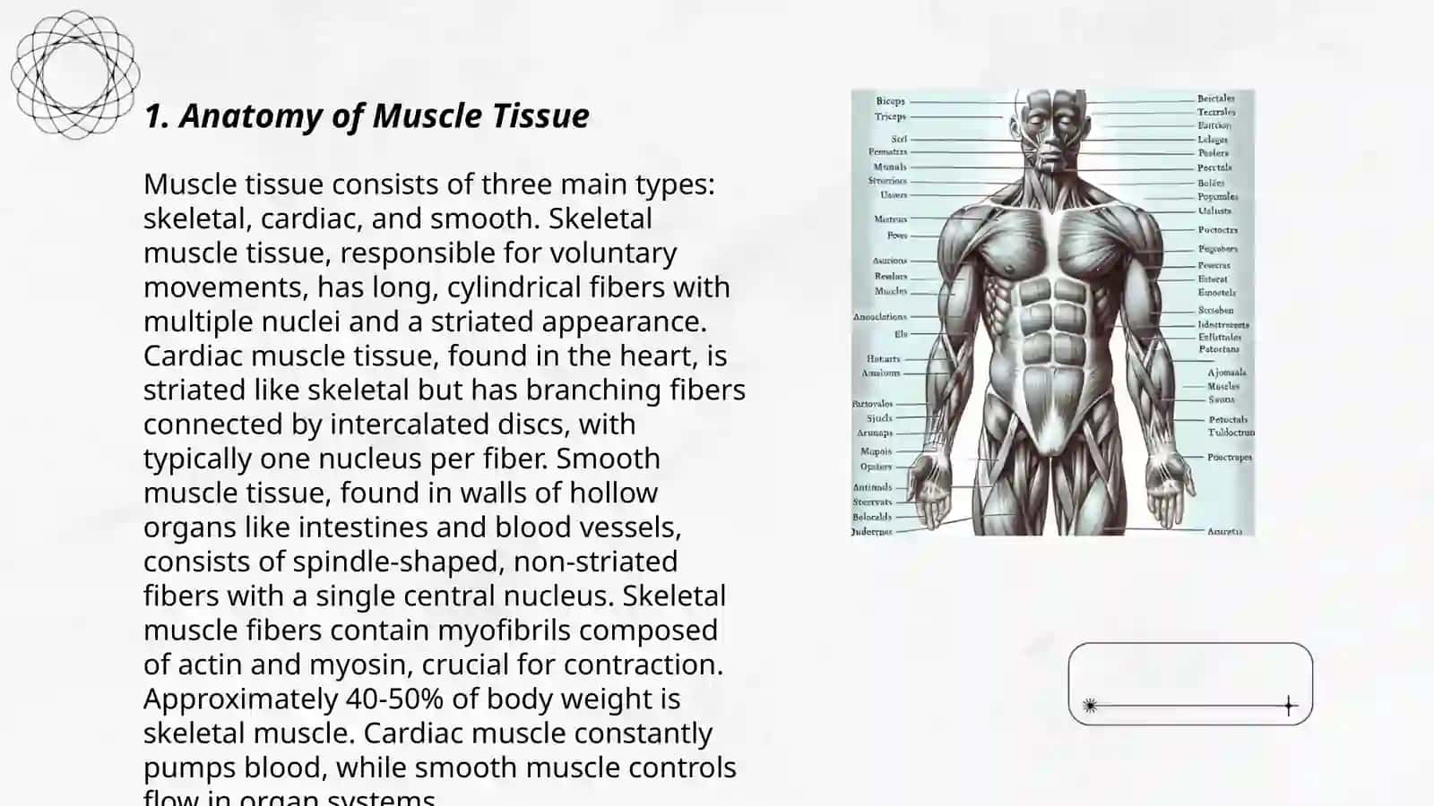 the lecture on muscles 3
