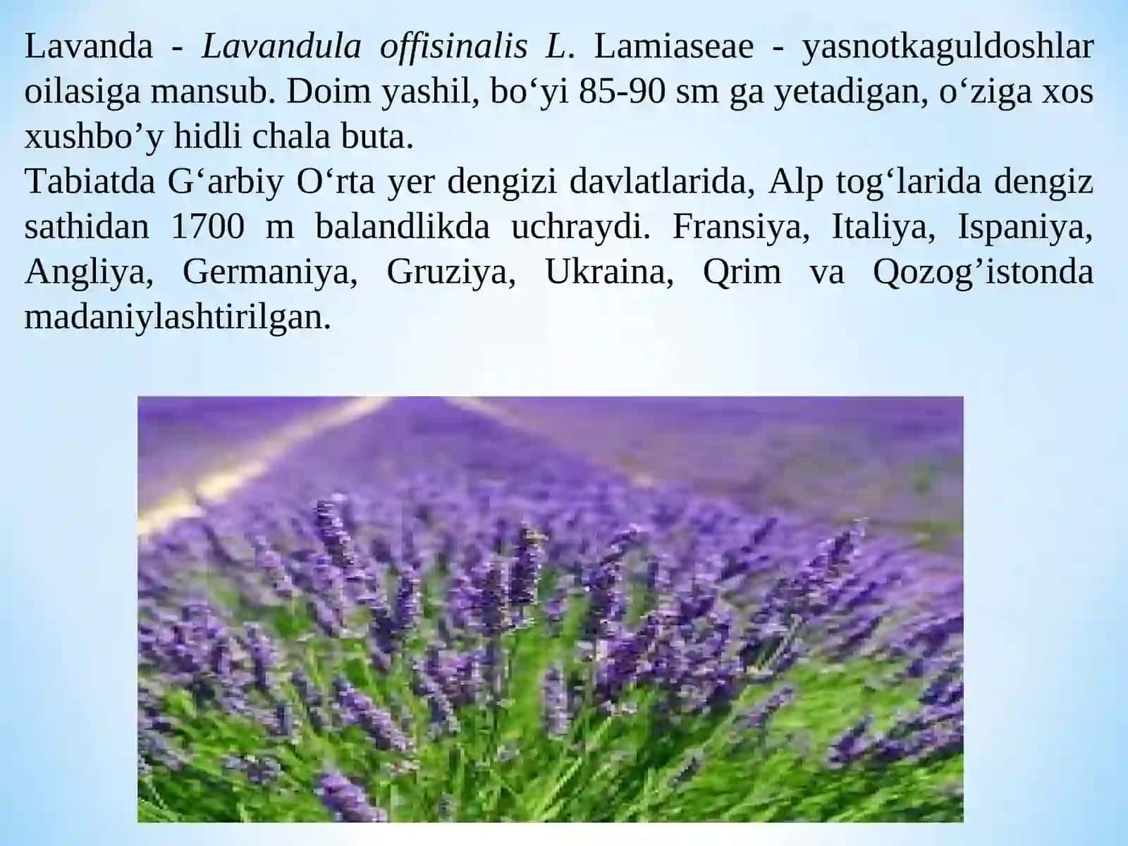 CHALA BUTA VA BUTA DORIVOR O‘SIMLIKLARNI YETISHTIRISH TEXNOLOGIYASI 3