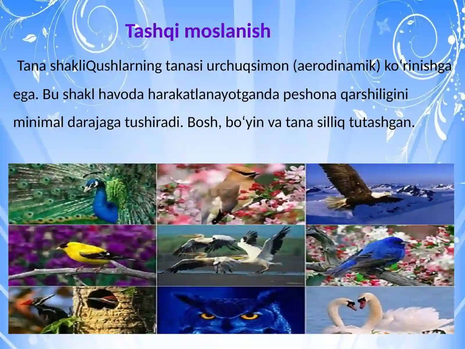 Qushlarning uchishga moslanish belgilari, uchish xillari 3