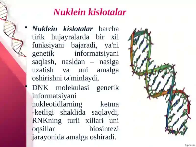 Nuklein kislotalar: tuzilishi, xossalari va biologik funksiyalari 3