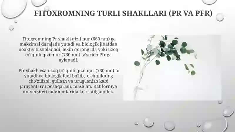 Fitoxrom tizimi va uning Oʻsimliklarning oʻsishidagi oʻrni 3