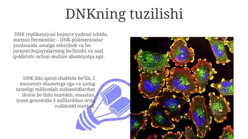 DNK TRANSLATSIYASI 3