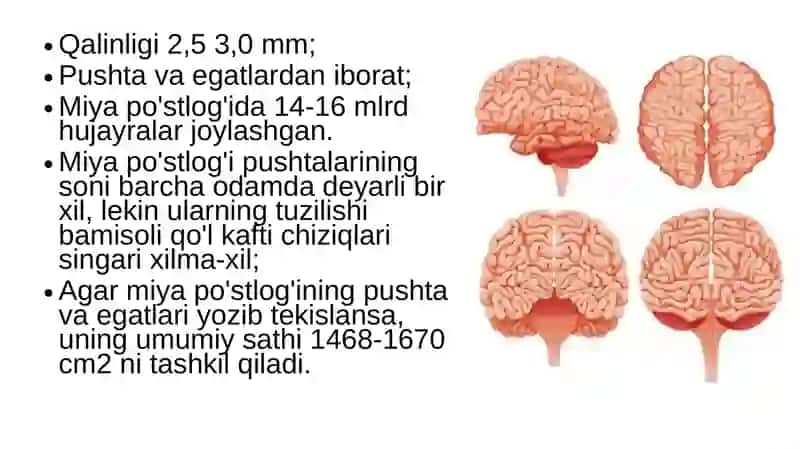 Bosh miya katta yarimsharlarining tuzilishi 3