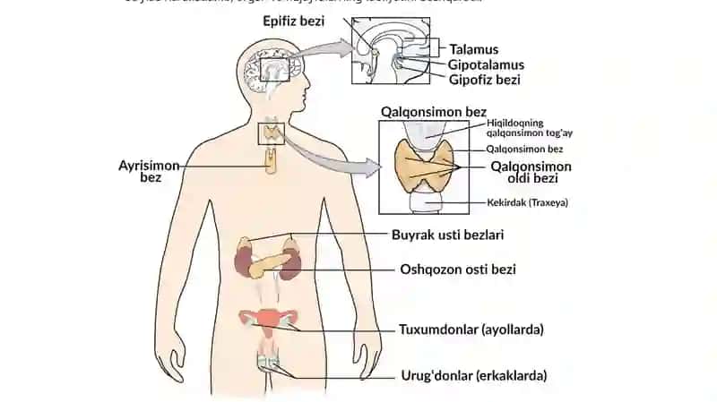 Endokrin va nerv tizimlarining o‘zarobogʻliqliği va uning ontogenez(shaxsirovojlanishi)davomida o‘zgarishi 3