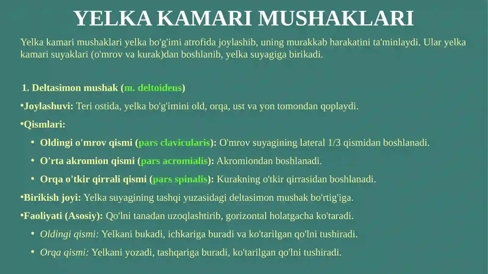 QO’L MUSKULLARI 3