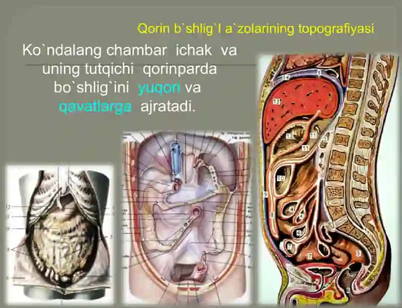 Qorinbo`shlig`ining klinika anatomiyasi 3
