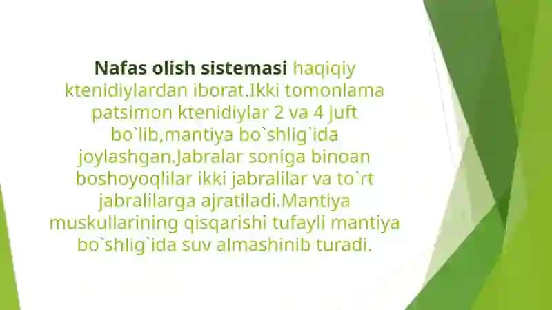 Bosh oyoqlilar nafas olishi va qon aylanish sistemasi 3