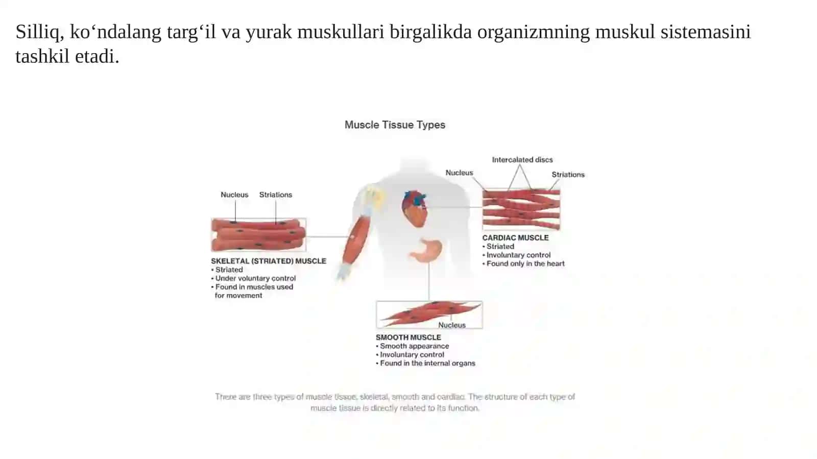 Ma’ruza№11.Gavdaningorqaguruhyuzavachuqurguruhmushaklari 3