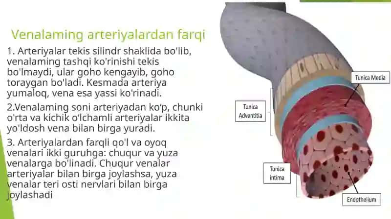 Venoz tizimining funktsional anatomiyasi 3