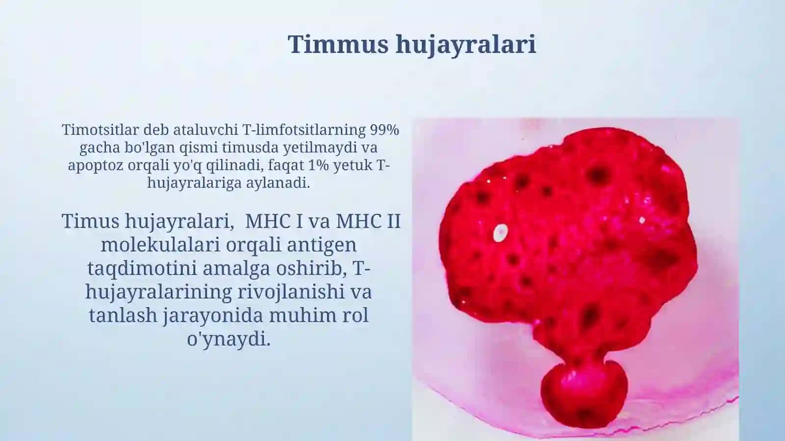 Timusning tuzulishi taraqqiyoti va vazifasi 3