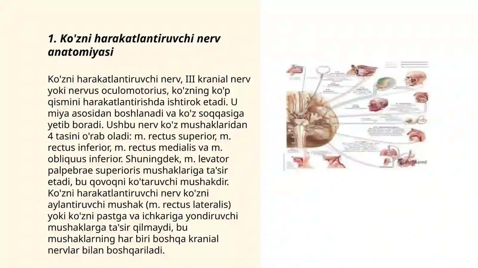 Ko'zni harakatlantiruvchi nerv anatomiyasi 3