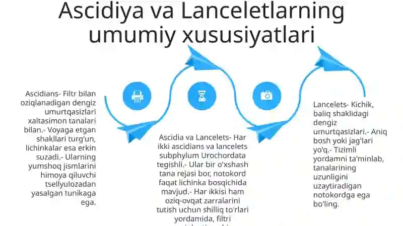 Assidiya Va Lansetniklarning Tuzilishi 3