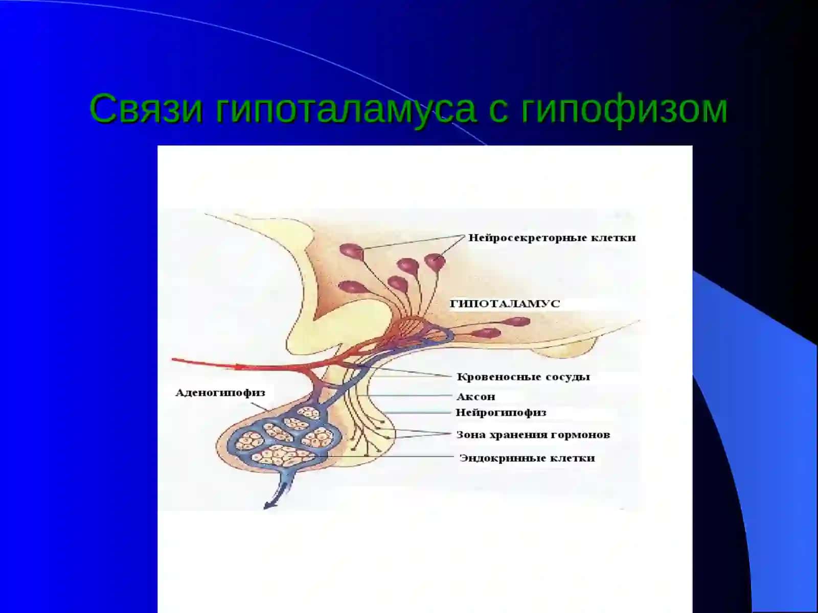 Частная физиология желез внутренней секреции 3