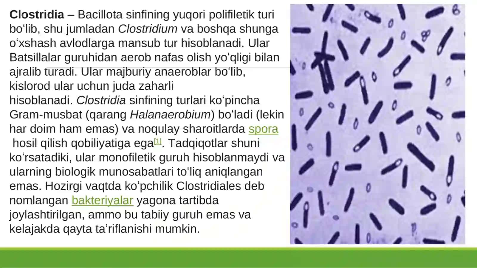 Klostridial va noklostridial infeksiyalar va ularning tibbiyotdagi ahamiyati 3