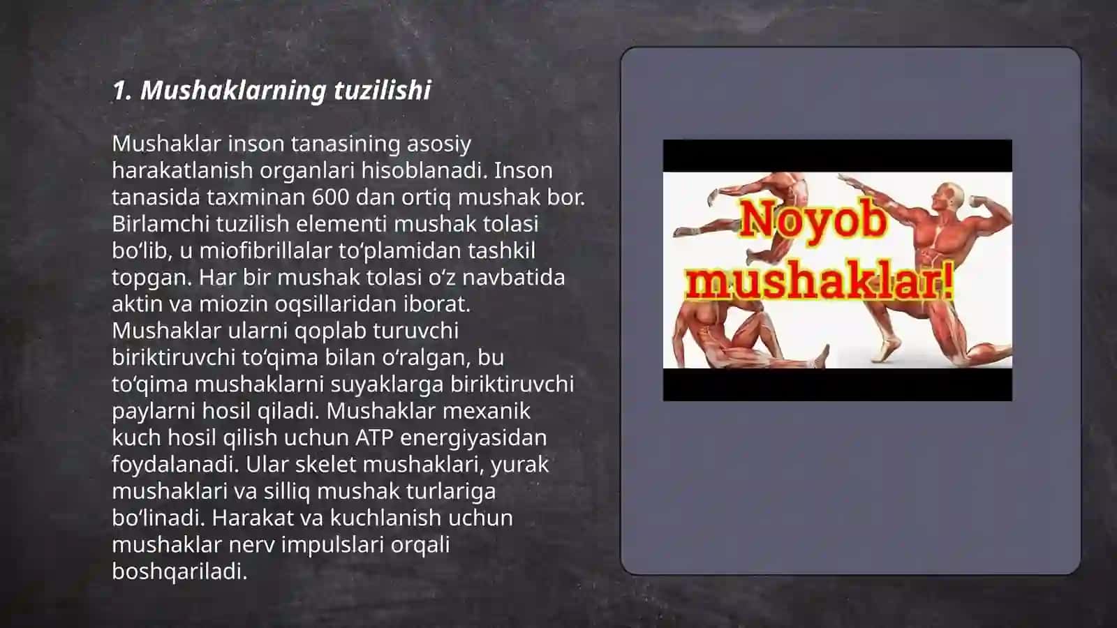 Mushaklar haqida umumiy ma'lumot 3