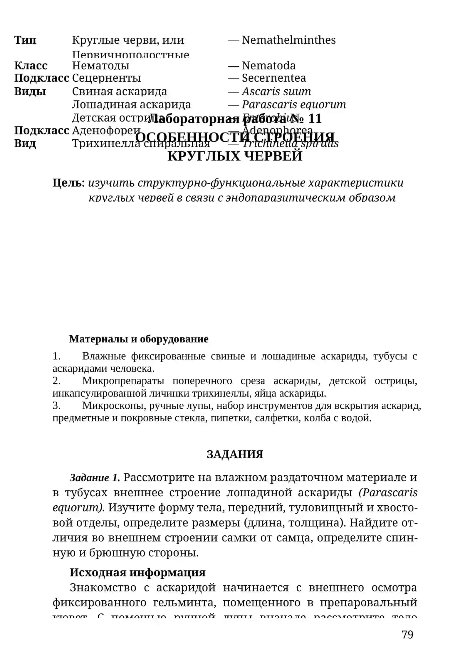Свиная аскарида 3