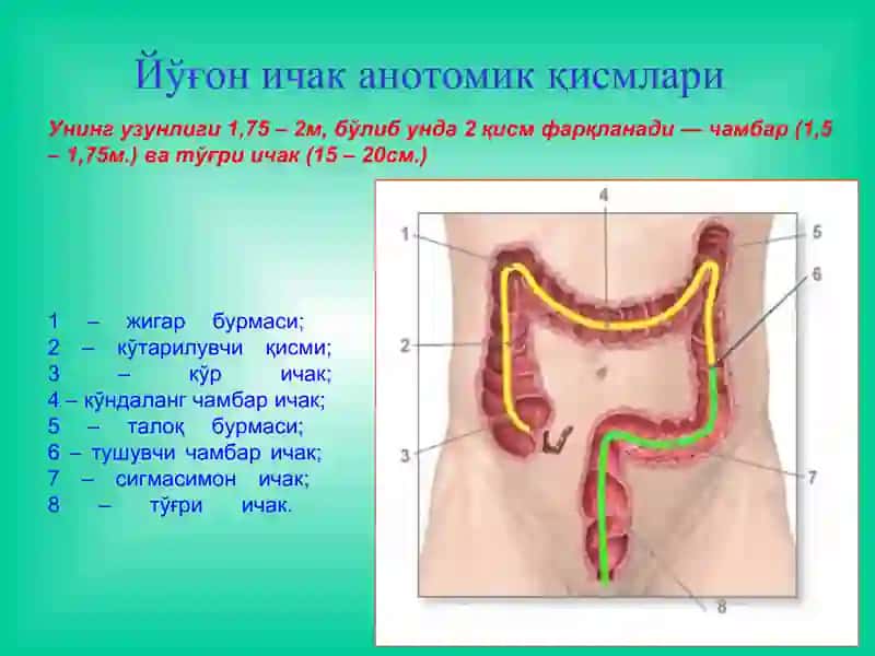 Йўғон ва тўғри ичак 3
