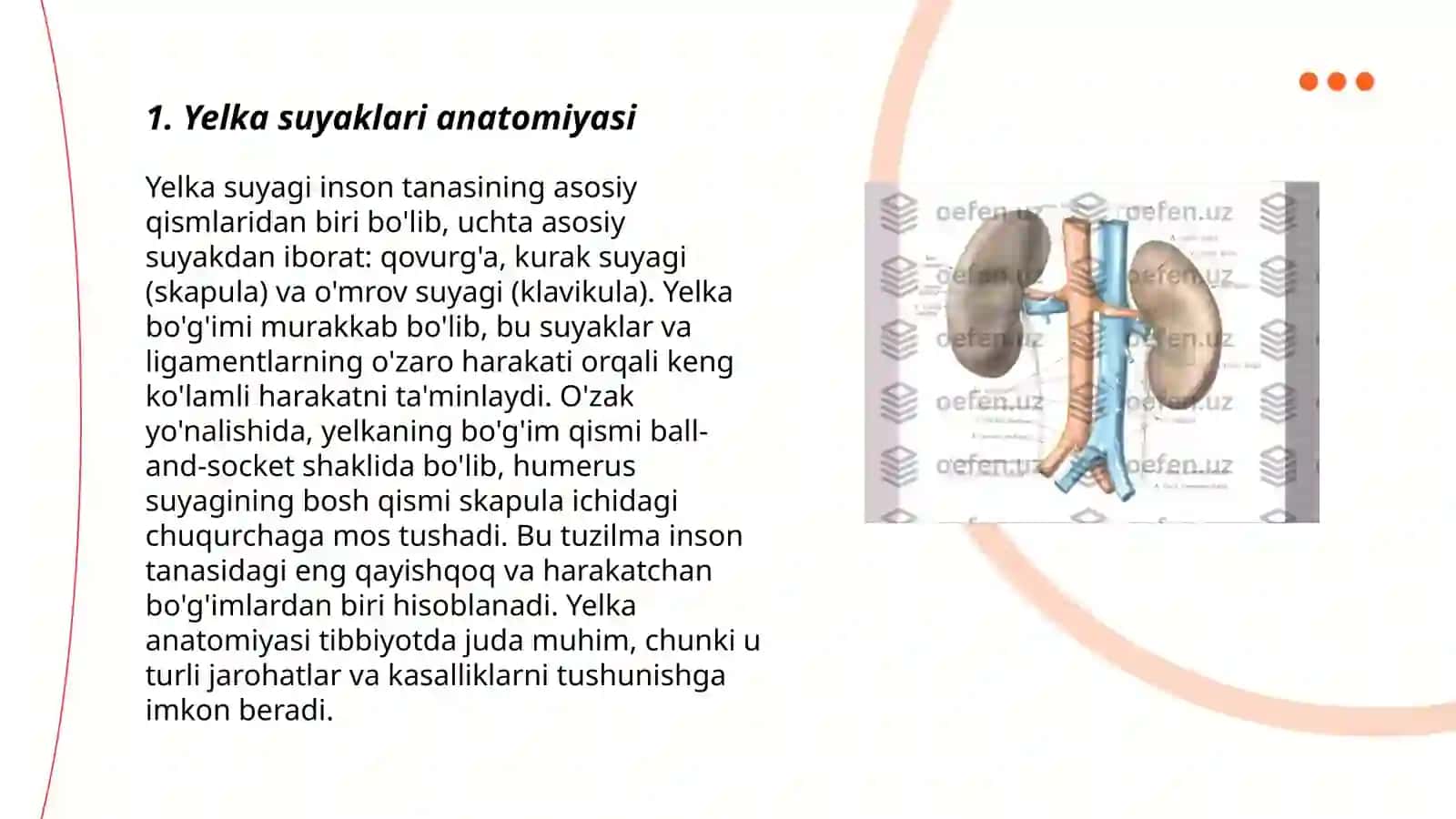 Yelka kamari va qo'lning erkin suyaklari Anatomiyasi 3
