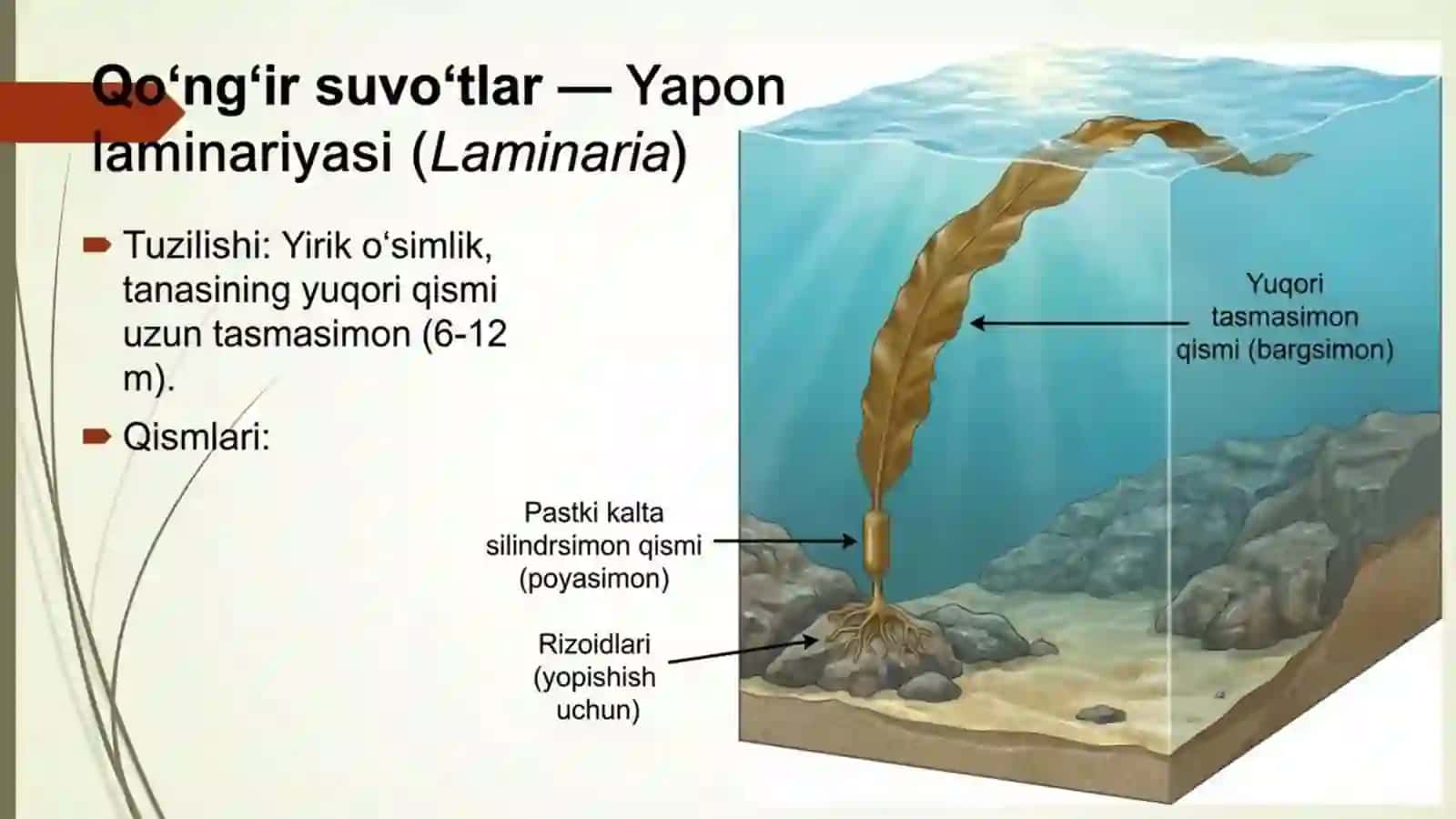 Qo'ng'ir va qizil suvo'tlar 3