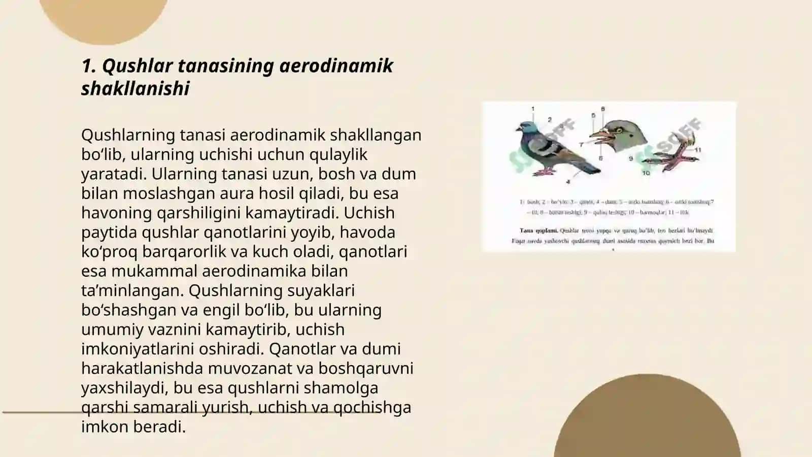 Qushlarning uchishga moslanish belgilari uchish xillari 3
