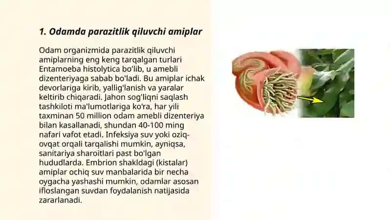 Odamda parazitlik qiluvchi sodda hayvonlar 3