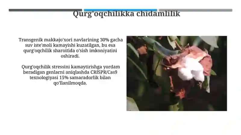 Qoramollarning seleksiyasida biotexnologiyadan foydalanish 3