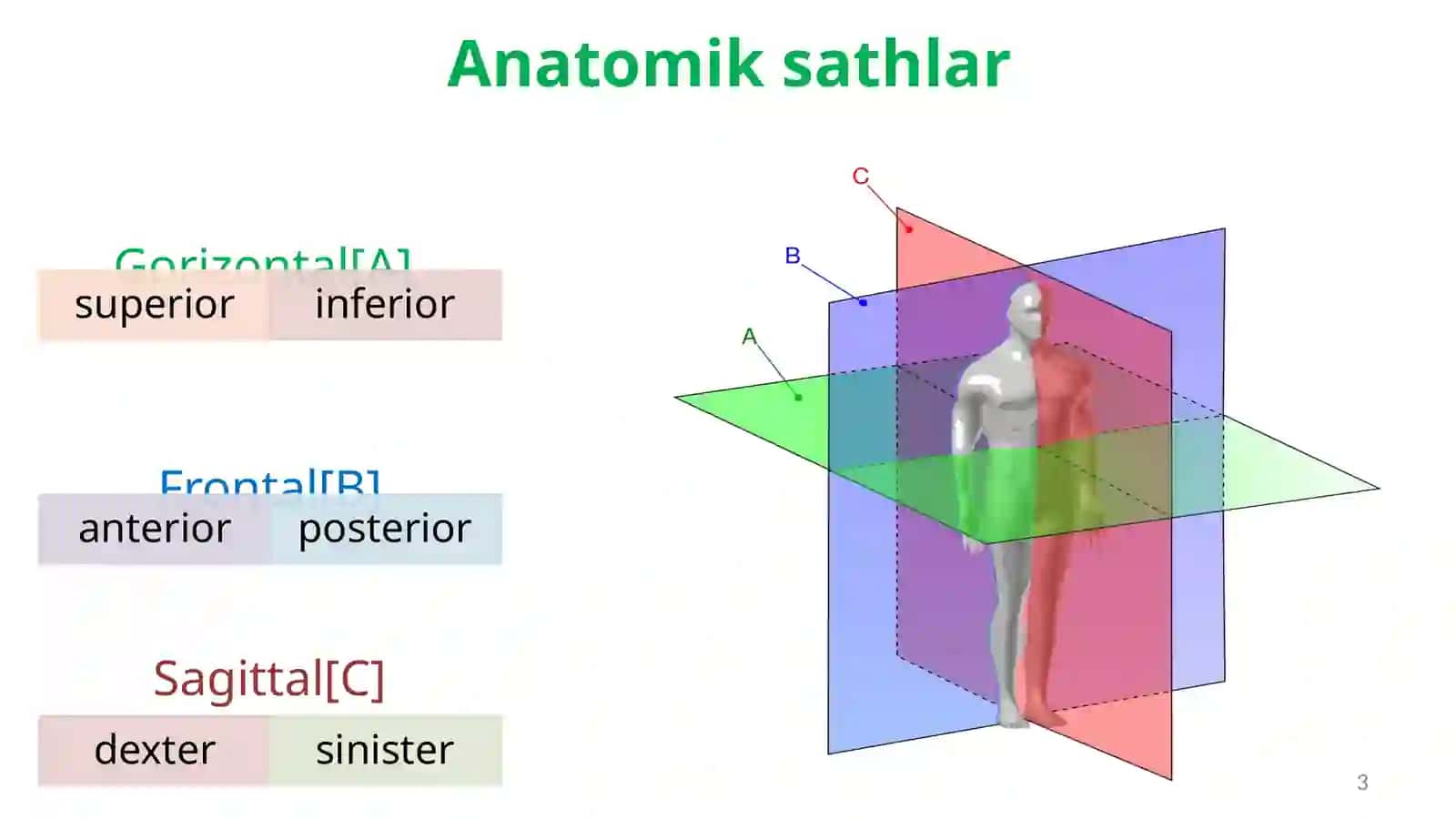 Osteologiya 3