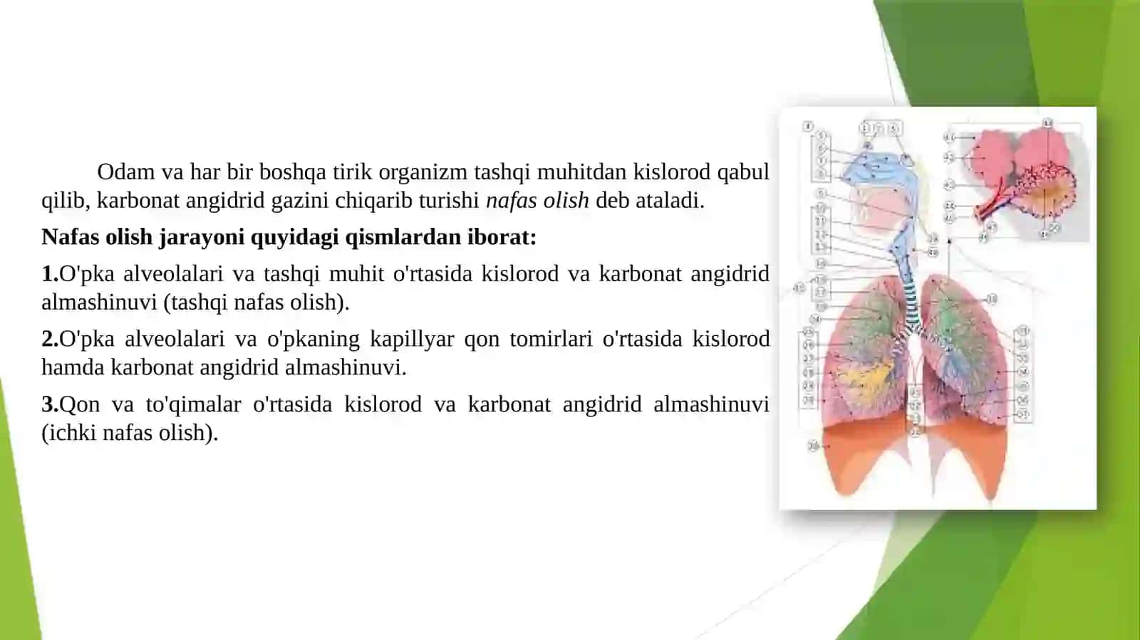 Yosh fiziologiyasi va gigiyenasi 3