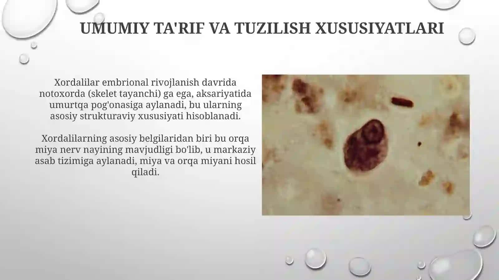 Xivchinlilar sinfning xarakterli xususiyatlari 3