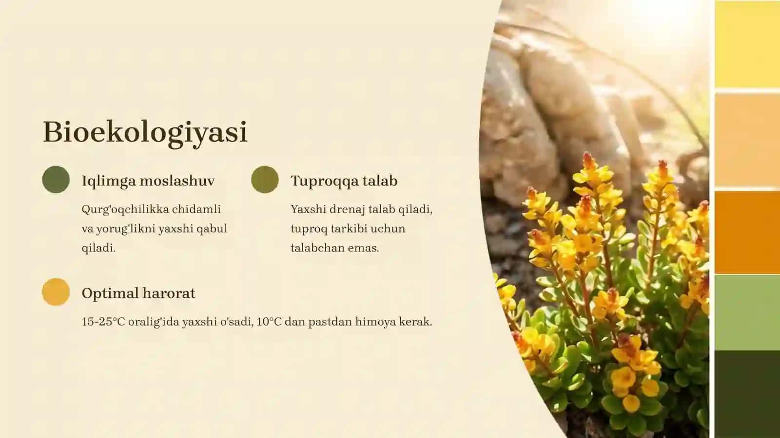Kalanxoye: Bioekologiyasi va ko'paytirish texnologiyasi 3